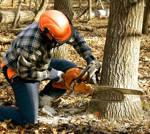 Tree Removal in Seville, GA